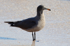 Larus heermanni