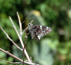 Codatractus arizonensis