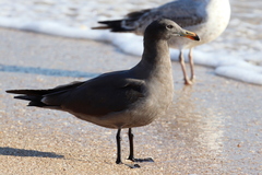 Larus heermanni
