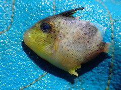 Pseudobalistes flavimarginatus