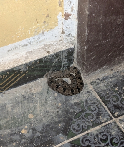 Spotted Night Adder