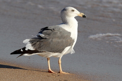 Larus livens