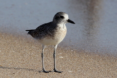 Pluvialis squatarola