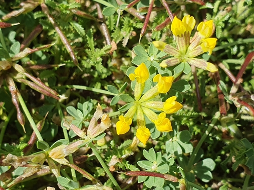 Lotus cytisoides (Lotus cytisoides)