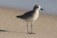 Pluvialis squatarola