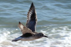 Pluvialis squatarola