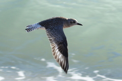 Pluvialis squatarola