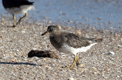 Calidris virgata