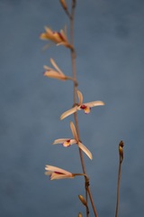 Bletia parkinsonii