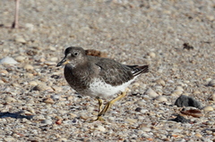 Calidris virgata