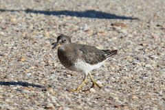 Calidris virgata