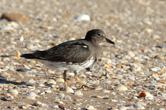Calidris virgata