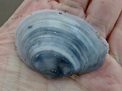 Macoma