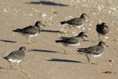 Calidris virgata