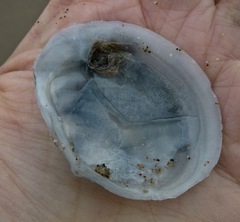 Macoma