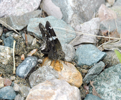 Codatractus arizonensis