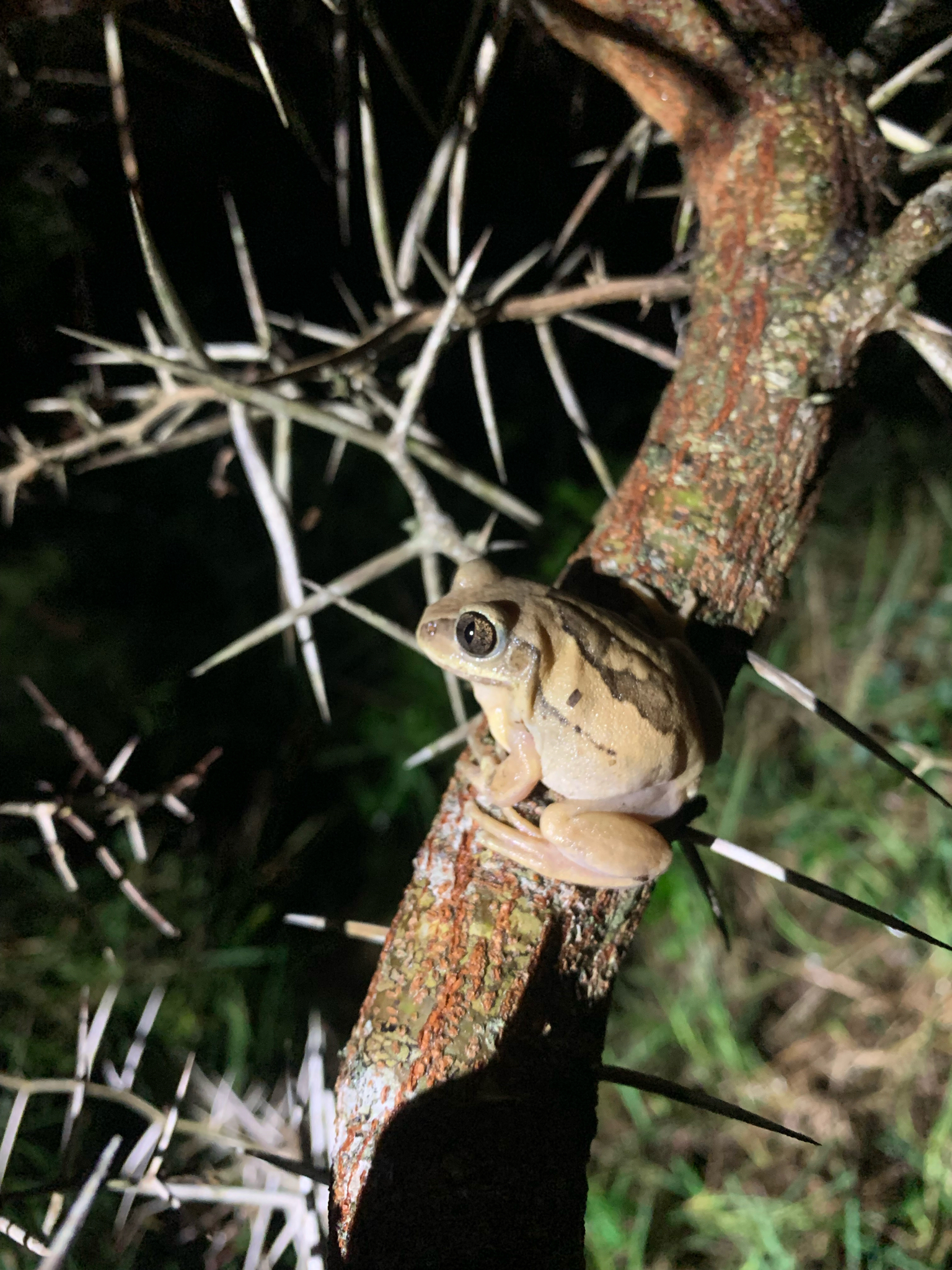 Leptopelis mossambicus Poynton, 1985