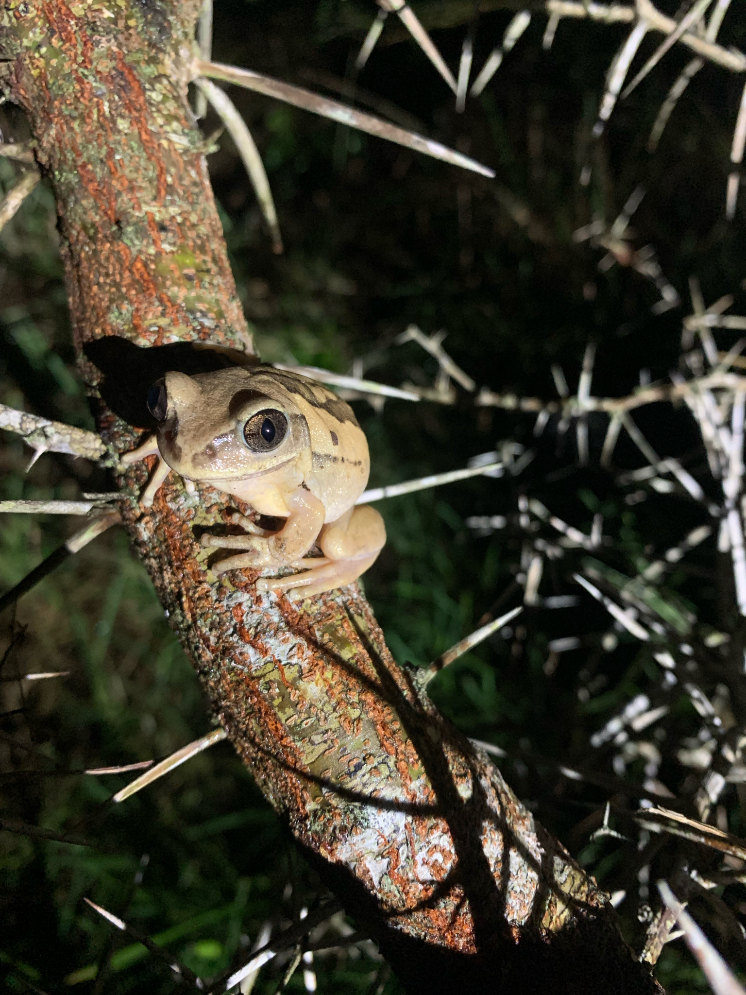 Leptopelis mossambicus Poynton, 1985