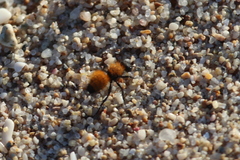 Dasymutilla atricauda