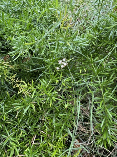Asparagus aethiopicus observed 2026-03-02