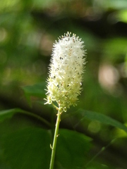 Stenanthium