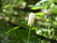 Stenanthium