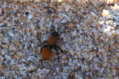 Dasymutilla atricauda