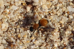 Dasymutilla atricauda