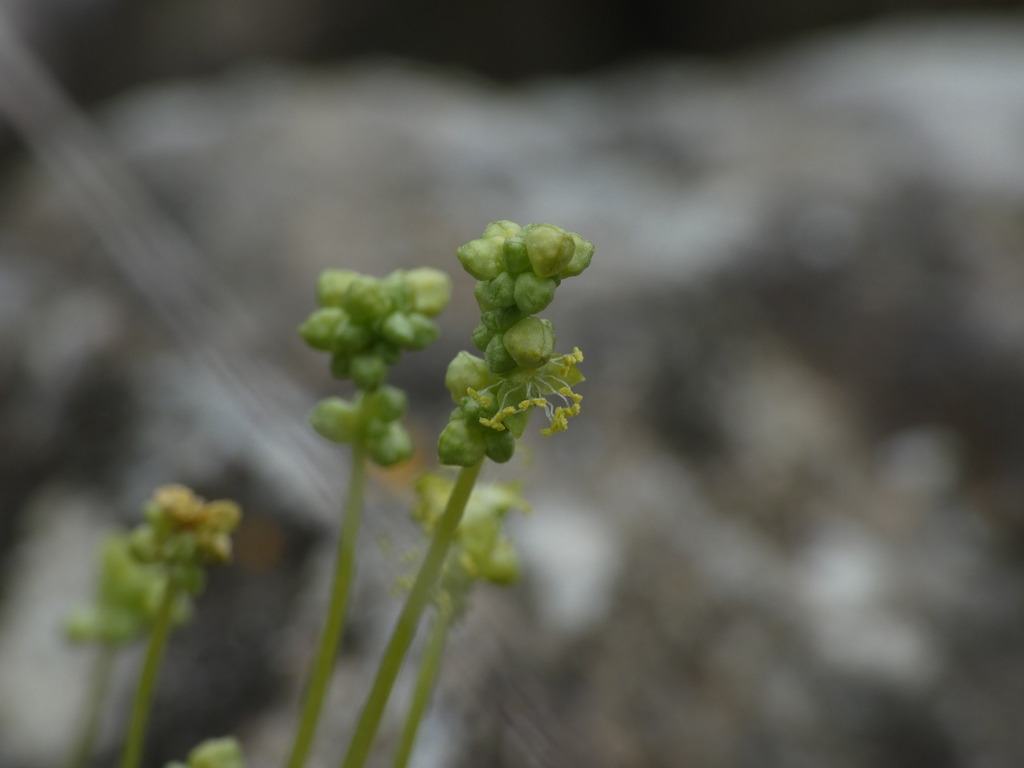 Mercurialis huetii (Mercurialis huetii)