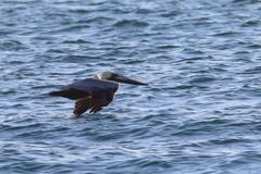 Pelecanus occidentalis
