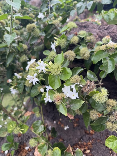 Jasminum multiflorum observed 2026-03-02