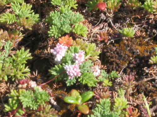 Flat-flowered Dodder (Cuscuta planiflora)