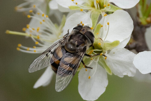 Unknown species found near Williamson County, TX, USA