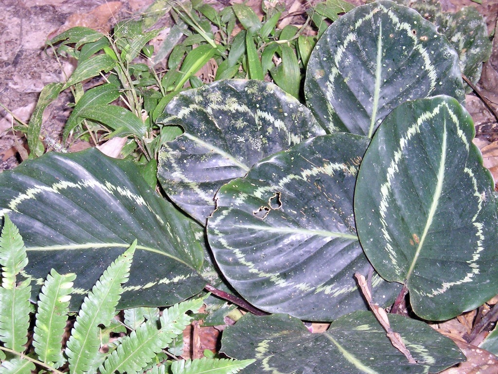 Goeppertia (genus)