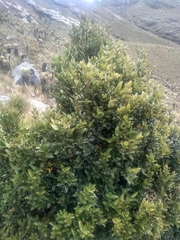 Weinmannia fagaroides