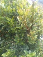 Weinmannia fagaroides