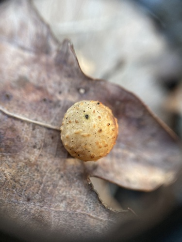 Striped Pea Gall Wasp, Meijendel and Berkheide, Wassenaar, South Holland, NL, photo 7 of 10