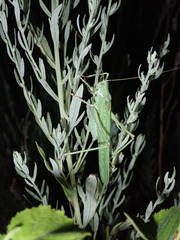 Capnobotes occidentalis