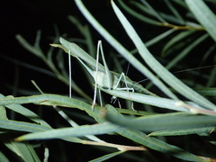 Insara elegans consuetipes