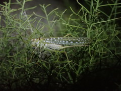 Capnobotes arizonensis