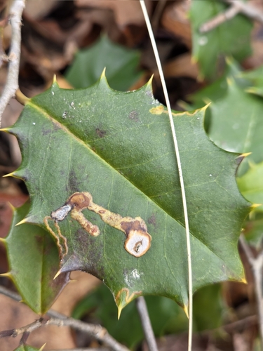 Unknown species found near Glassboro, NJ, USA