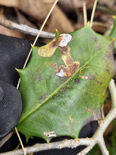 Unknown species found near Glassboro, NJ, USA