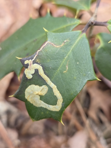 Unknown species found near Glassboro, NJ, USA