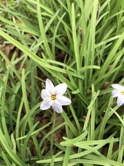 Ipheion