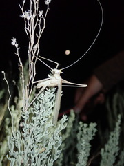 Arethaea brevicauda