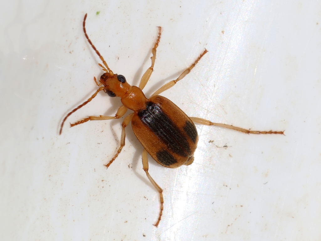 Dysbrachinus