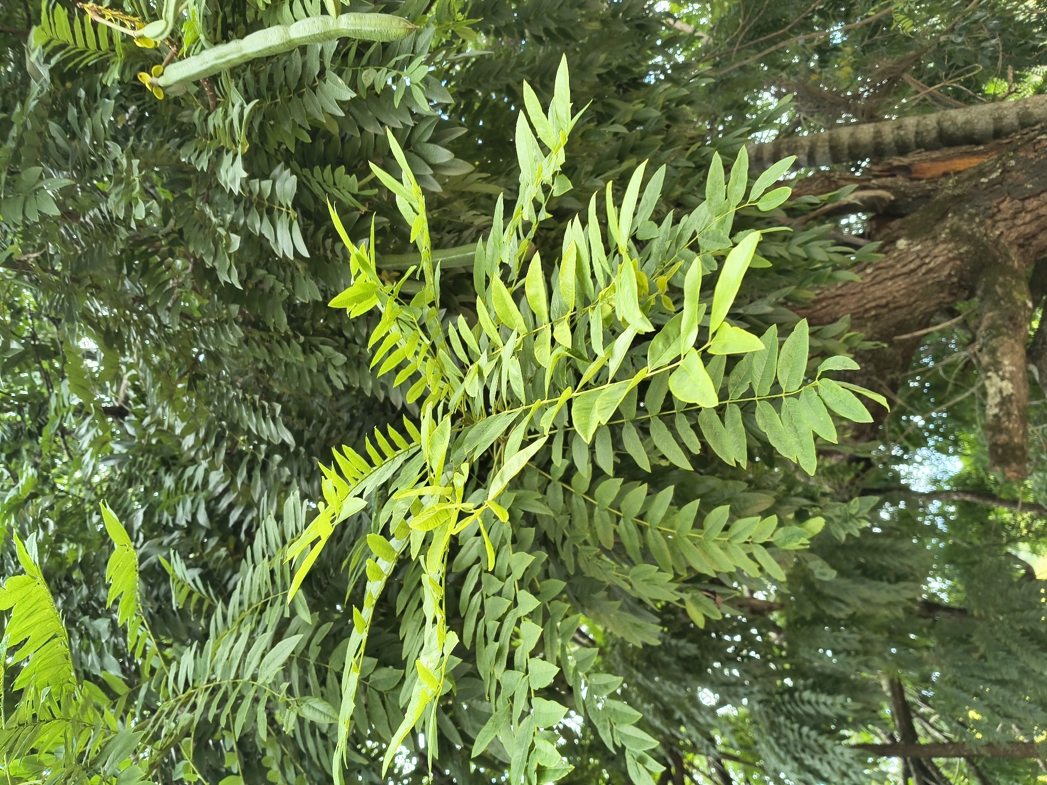 Cassia leptophylla