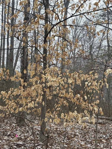 American Beech
