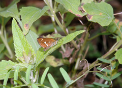 Piruna polingii