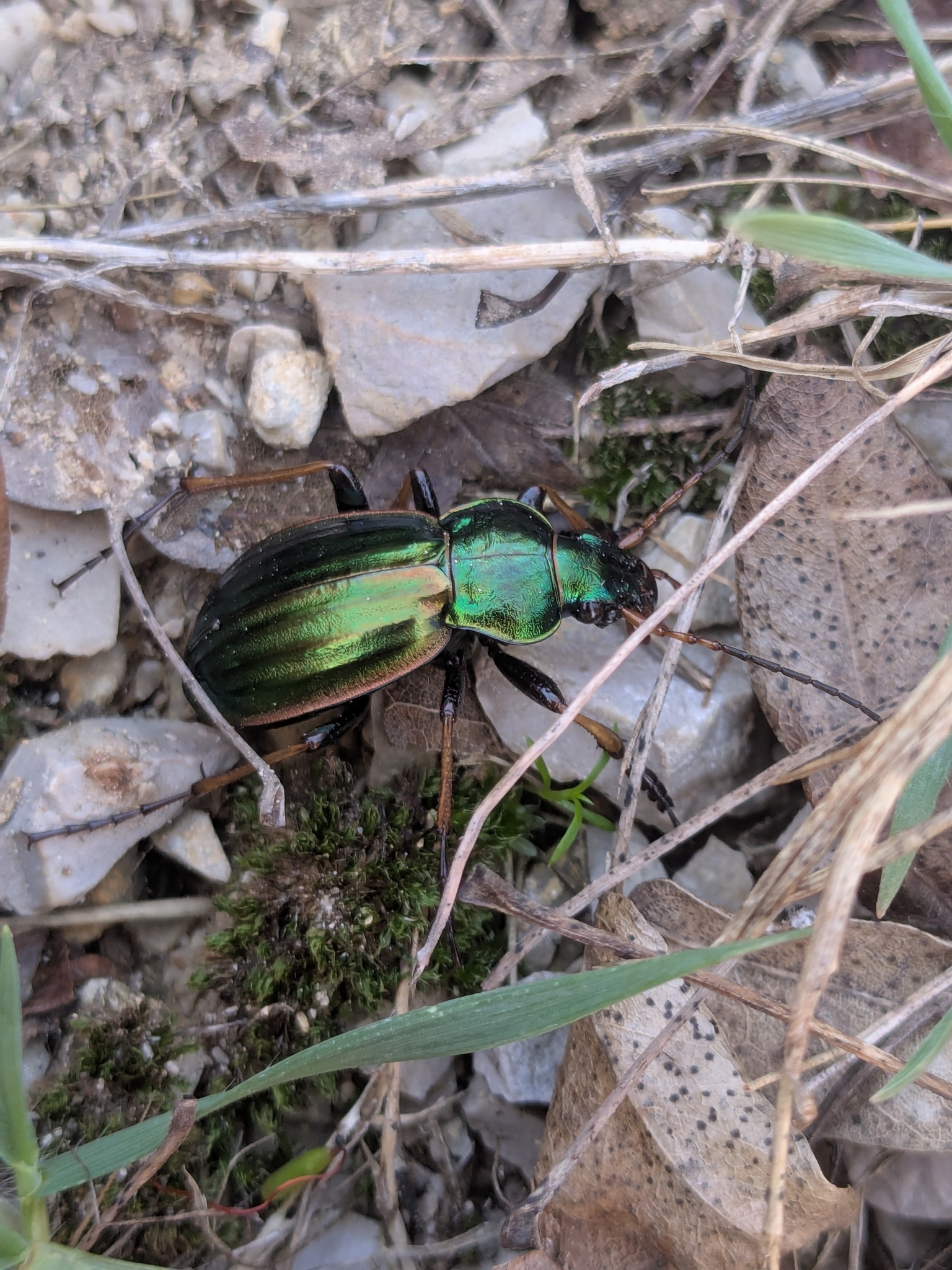 Goldlaufkäfer